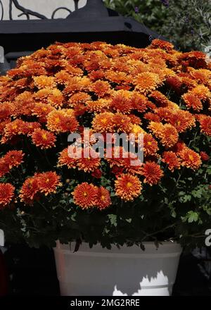 Topf mit orangefarbenem Chrysanthemum. Herbstdekoration Im Freien. Mum Mit Würzigem Orangengarten Stockfoto