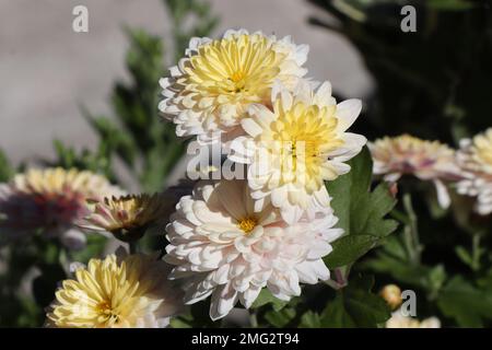 Blühendes gelbes Chrysanthemum im Garten. Stockfoto