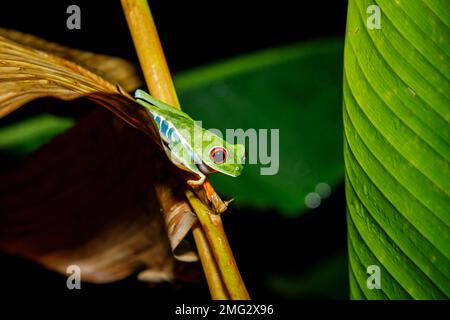 Bunter Rotaugenfrosch bei Nacht im Nationalpark Arenal, Costa Rica. Stockfoto