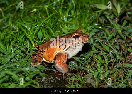 Savage's Thin-Zehenfrosch (Leptodactylus savagei) bei Nacht, Arenal Observatory Lodge, Volcan Arenal Nationalpark, Costa Rica. Stockfoto