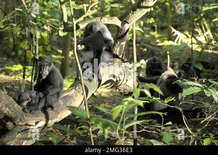 Eine Truppe von Sulawesi-Schwarzkammmakaken (Macaca nigra) ist im Naturschutzgebiet Tangkoko, Nord-Sulawesi, Indonesien, sozial aktiv. Die Auswirkungen des Klimawandels auf die endemischen Arten sind auf verändertes Verhalten und Nahrungsverfügbarkeit zu sehen, die ihre Überlebensrate beeinflussen. „Wie die Menschen überhitzen sich Primaten und werden durch anhaltende körperliche Aktivität bei extrem heißem Wetter dehydriert“, so ein Wissenschaftler, Brogan M. Stewart, in seinem Bericht, der 2021 über das Gespräch veröffentlicht wurde. „In einer wärmeren Zukunft müssten sie sich anpassen, sich ausruhen und in den heißesten Zeiten der im Schatten bleiben. Stockfoto