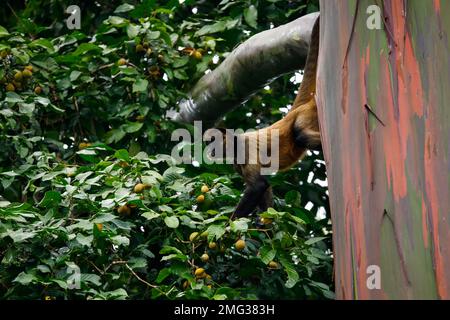 Geoffroys Spinnenaffe (Ateles geoffroyi), die in den Bäumen im Arenal Volcano National Park, Providencia de Alajuela, Costa Rica forscht. Stockfoto