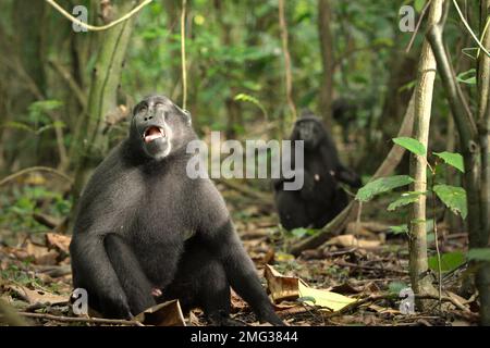 Ein Sulawesi-Schwarzkammmakaken (Macaca nigra) sieht auf den Boden des Tieflandregenwalds im Naturschutzgebiet Tangkoko, North Sulawesi, Indonesien. Die Auswirkungen des Klimawandels auf die endemischen Arten sind auf verändertes Verhalten und Nahrungsverfügbarkeit zu sehen, die ihre Überlebensrate beeinflussen. „Wie die Menschen überhitzen sich Primaten und werden durch anhaltende körperliche Aktivität bei extrem heißem Wetter dehydriert“, so ein Wissenschaftler, Brogan M. Stewart, in seinem Bericht, der 2021 über das Gespräch veröffentlicht wurde. In einer wärmeren Zukunft müssten sie sich anpassen, sich ausruhen und im Schatten bleiben... Stockfoto