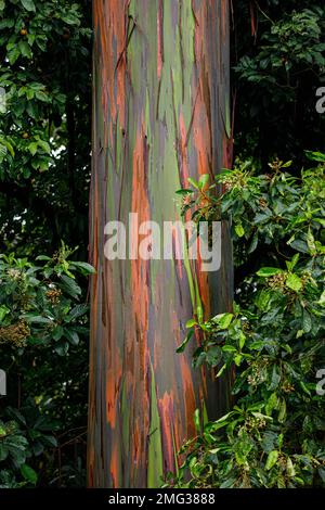 Farbenfrohe Eukalyptusbäume des Regenbogens, Eucalyptus deglupta, die in der Arenal Observatory Lodge im Arenal Volcano National Park, Costa Rica, wachsen. Stockfoto