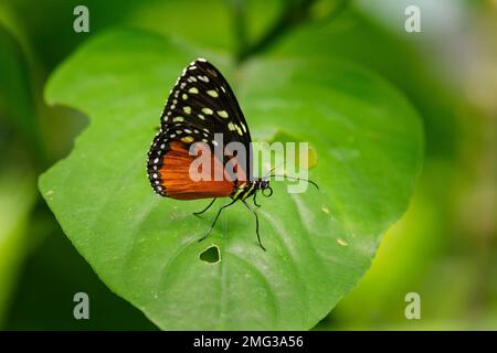 Zentraler Blick auf einen sehnlichen Schmetterling (Heliconius Hecale), Nationalpark Arenal, Provinz Alajuela, Costa Rica. Stockfoto