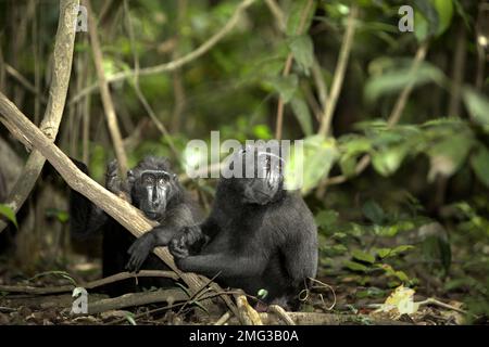 Zwei Individuen von Sulawesi-Schwarzkammmakaken (Macaca nigra) ruhen sich auf dem Boden des Tieflandregenwalds im Naturschutzgebiet Tangkoko, North Sulawesi, Indonesien. Die Auswirkungen des Klimawandels auf die endemischen Arten sind auf verändertes Verhalten und Nahrungsverfügbarkeit zu sehen, die ihre Überlebensrate beeinflussen. „Wie die Menschen überhitzen sich Primaten und werden durch anhaltende körperliche Aktivität bei extrem heißem Wetter dehydriert“, so ein Wissenschaftler, Brogan M. Stewart, in seinem Bericht, der 2021 über das Gespräch veröffentlicht wurde. In einer wärmeren Zukunft müssten sie sich anpassen, sich ausruhen und im Schatten bleiben... Stockfoto