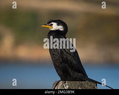 Schwarz-weiß gemeiner australischer Rattenkormorant sitzt auf einem Holzzweig in Aramoana Otago Dunedin South Island Neuseeland Stockfoto