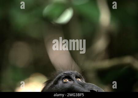 Ein Sulawesi-Schwarzkammmakaken (Macaca nigra) sieht auf den Boden des Tieflandregenwalds im Naturschutzgebiet Tangkoko, North Sulawesi, Indonesien. Die Auswirkungen des Klimawandels auf die endemischen Arten sind auf verändertes Verhalten und Nahrungsverfügbarkeit zu sehen, die ihre Überlebensrate beeinflussen. „Wie die Menschen überhitzen sich Primaten und werden durch anhaltende körperliche Aktivität bei extrem heißem Wetter dehydriert“, so ein Wissenschaftler, Brogan M. Stewart, in seinem Bericht, der 2021 über das Gespräch veröffentlicht wurde. In einer wärmeren Zukunft müssten sie sich anpassen, sich ausruhen und im Schatten bleiben... Stockfoto
