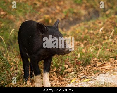 Nahporträt eines jungen Schwarzschweinchens Wildschweinbabyschweins mit weißen unteren Forelegs im Abel Tasman National Park South Island Neuseeland Stockfoto