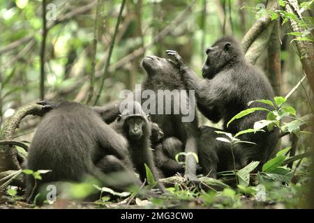 Eine Gruppe von Sulawesi-Schwarzkammmakaken (Macaca nigra) wird fotografiert, da sie soziale Aktivitäten im Naturschutzgebiet Tangkoko, North Sulawesi, Indonesien, ausüben. Die Auswirkungen des Klimawandels auf die endemischen Arten sind auf verändertes Verhalten und Nahrungsverfügbarkeit zu sehen, die ihre Überlebensrate beeinflussen. „Wie die Menschen überhitzen sich Primaten und werden durch anhaltende körperliche Aktivität bei extrem heißem Wetter dehydriert“, so ein Wissenschaftler, Brogan M. Stewart, in seinem Bericht, der 2021 über das Gespräch veröffentlicht wurde. In einer wärmeren Zukunft müssten sie sich anpassen, sich ausruhen und im Schatten bleiben... Stockfoto