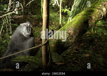 Ein Sulawesi-Schwarzkammmakaken (Macaca nigra) sieht auf einen Baum im Tiefland-Regenwald des Naturschutzgebiets Tangkoko, North Sulawesi, Indonesien. Die Auswirkungen des Klimawandels auf die endemischen Arten sind auf verändertes Verhalten und Nahrungsverfügbarkeit zu sehen, die ihre Überlebensrate beeinflussen. „Wie die Menschen überhitzen sich Primaten und werden durch anhaltende körperliche Aktivität bei extrem heißem Wetter dehydriert“, so ein Wissenschaftler, Brogan M. Stewart, in seinem Bericht, der 2021 über das Gespräch veröffentlicht wurde. In einer wärmeren Zukunft müssten sie sich anpassen, sich ausruhen und im Schatten bleiben... Stockfoto