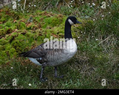 Nahaufnahme von schwarzweißen und grauen Kanadischen Gänsevögeln auf grünem Berggras im Nelson Lakes National Park South Island Neuseeland Stockfoto