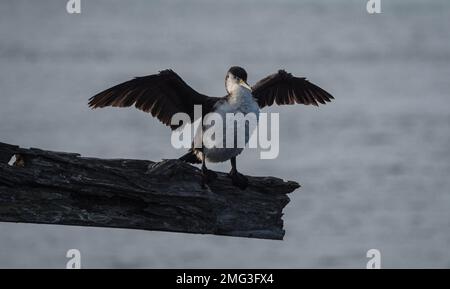 Schwarz-weiß gemeiner australischer Rattenkormorant mit weit offenen Flügeln sitzt auf einem Holzzweig in Aramoana Otago Dunedin South Island New Ze Stockfoto