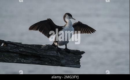 Schwarz-weiß gemeiner australischer Rattenkormorant mit weit offenen Flügeln sitzt auf einem Holzzweig in Aramoana Otago Dunedin South Island New Ze Stockfoto