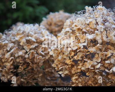 Nahaufnahme von Hydrangea arborescens „Incrediball“ getrockneten Blumenköpfen in einem britischen Garten, der im Winter von Frost bedeckt war Stockfoto