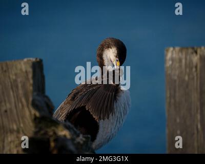 Schwarz-weiß gemeiner australischer Rattenkormorant mit Schnabel auf einem Holzzweig in Aramoana Otago Dunedin South Island Neuseeland Stockfoto