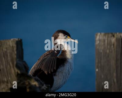 Schwarz-weiß gemeiner australischer Rattenkormorant sitzt auf einem Holzzweig in Aramoana Otago Dunedin South Island Neuseeland Stockfoto