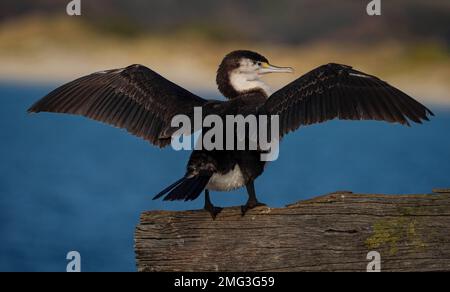 Rückblick auf den schwarzen weißen, australischen Rattenkormoran mit weit offenen Flügeln, der auf einem Holzzweig in Aramoana Otago Dunedin Neuseelan sitzt Stockfoto