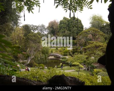 Mondbrücke eingerahmt von chinesischer Wisteria (Wisteria sinensis) in einer Kapsel, im japanischen Garten im Huntington Botanical Gardens, San Marino Stockfoto