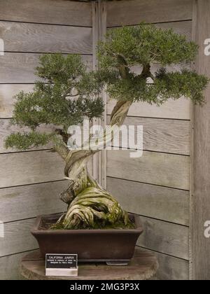 Bonsai California Juniper (Juniperus californica), entworfen von Harry Hirao, in der Bonsai Collection in Huntington Botanical Gardens, San Marino Stockfoto