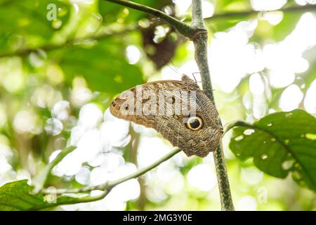 Illioneus Rieseneule Schmetterling (Caligo illioneus) Volcán Tenorio Nationalpark, Provinz Guanacaste, Costa Rica. Stockfoto