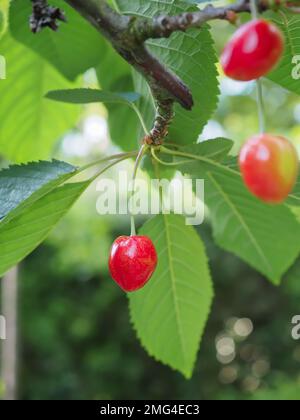 Nahaufnahme einer glänzenden roten Prunus avium „Kordia“-Kirsche, die im Sommer an einem Ast hängt und in einem britischen Garten reift Stockfoto