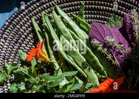 Geerntetes Gemüse, Kräuter und essbare Blumen im Korb Stockfoto