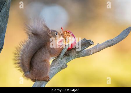 Rotes Eichhörnchen (Sciurus vulgaris), Insch, Aberdeenshire, Schottland, Vereinigtes Königreich Stockfoto