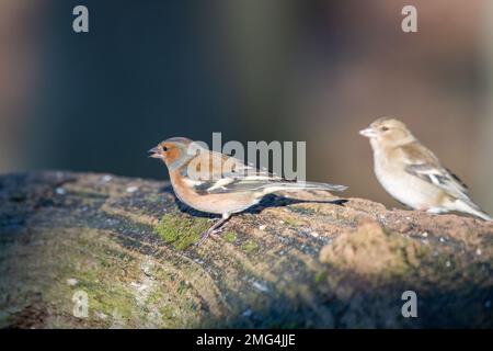 Männliche und weibliche Schaffinch (Fringilla coelebs), Insch, Aberdeenshire, Schottland, UK Stockfoto