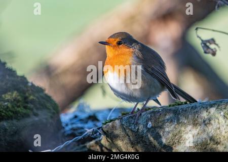 Robin, (Erithacus rubecula), Insch, Aberdeenshire, Schottland, UK Stockfoto