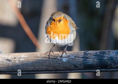 Robin, (Erithacus rubecula), Insch, Aberdeenshire, Schottland, UK Stockfoto