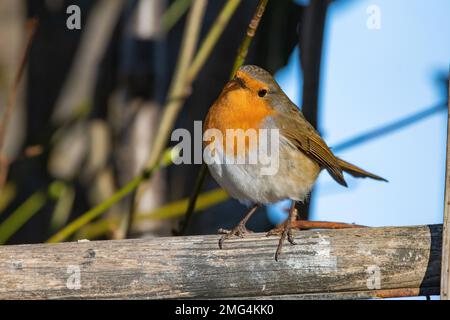 Robin, (Erithacus rubecula), Insch, Aberdeenshire, Schottland, UK Stockfoto