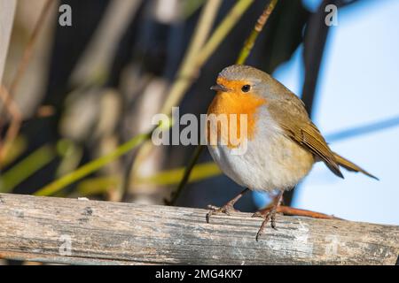 Robin, (Erithacus rubecula), Insch, Aberdeenshire, Schottland, UK Stockfoto