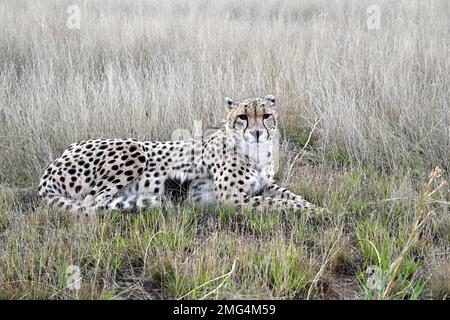 Gepard sitzt im Grasland Afrikas Stockfoto