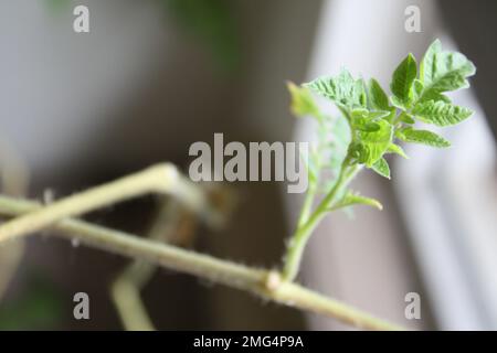Grüne Blätter wachsen auf einer Zimmerpflanze, neues Wachstum aus Zweigstiel. Nahaufnahme von Pflanzenblättern mit unscharfem Hintergrund. Titel: Fresh Life Stockfoto