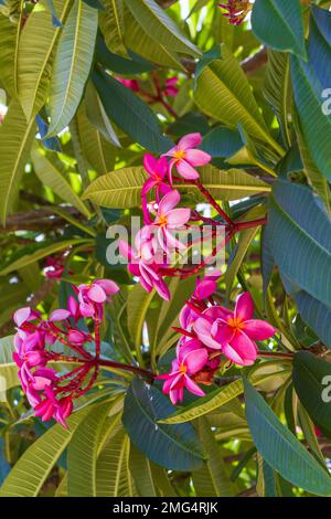 Leuchtende magentafarbene und rosa duftende Plumeria-Blüten (frangipani) blühen auf dem tiefgrünen Laub einer etablierten Pflanze in Hawaii, USA. Stockfoto