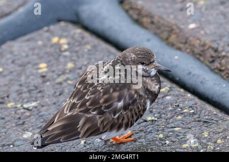 Turnstone, (Arenaria interpres), Aberdeen Beach, Schottland, Großbritannien Stockfoto