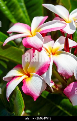 Wunderschöne weiße, magentafarbene und leuchtend gelbe Plumeria (Frangipani) Blumen blühen an einem sonnigen Tag in einem tropischen Garten vor leuchtend grünem Laub. Stockfoto