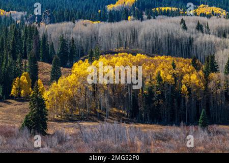 Herbstfarben; Aspen Bäume; Anthrazit Range; West Elk Mountains bei Kebler Pass; Colorado; USA Stockfoto