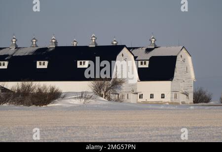 Doppelscheune Saskatchewan bei Moose Jaw Canada Stockfoto