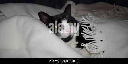 Eine süße, schwarz-weiße junge Katze, die sich auf einer weißen Decke in einem Zimmer entspannt. Stockfoto