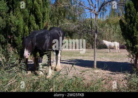 Bild eines schwarzen Pferdes, das neben der Straße grast, während sich im Hintergrund ein weißes Pferd in der Mitte des Feldes sonnt Stockfoto