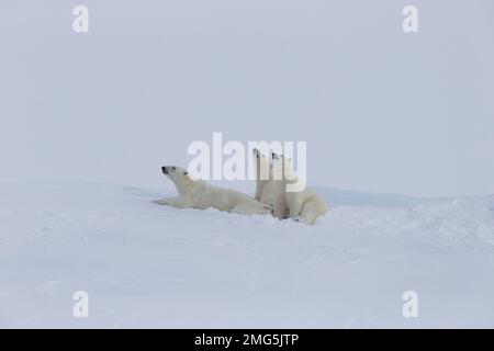 Eisbären von Baffin Island Stockfoto