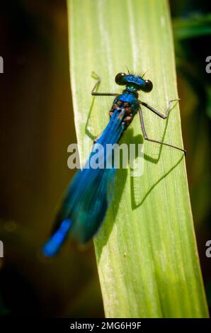 Eine Dammfliege, Befehl Odonata, Unterordnung Zygoptera Sonnenbaden Stockfoto