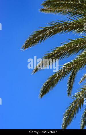 Grüne Palme hinterlässt einen blauen Himmelshintergrund mit Platz zum Kopieren von Text Stockfoto