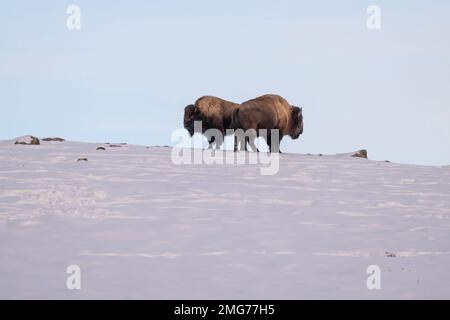 Bisons im Yellowstone Winter Stockfoto