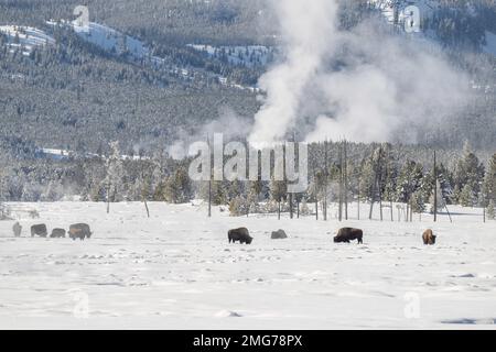 Bisons im Yellowstone Winter Stockfoto