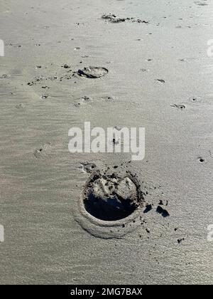 Pferdehufspuren am Strand Stockfoto