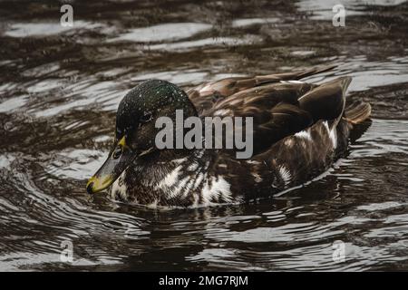 Eine hybride Stockente im Wasser. Stockfoto