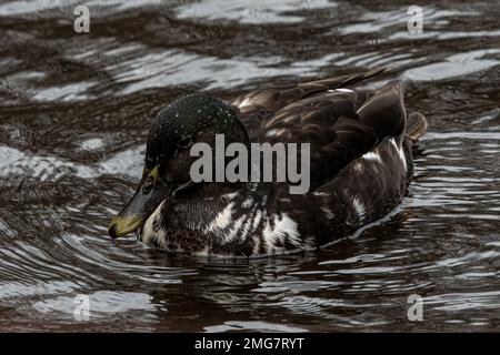 Eine hybride Stockente im Wasser. Stockfoto